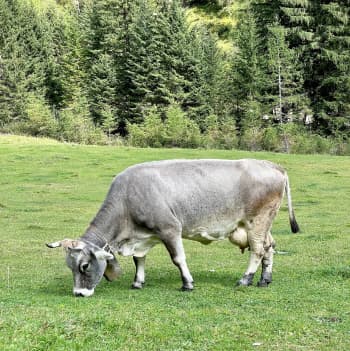 A cow on a field